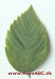 Europæisk humlebøg - Ostrya carpinifolia