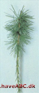 Europæisk lærk - Larix decidua Europæisk lærk - Larix decidua