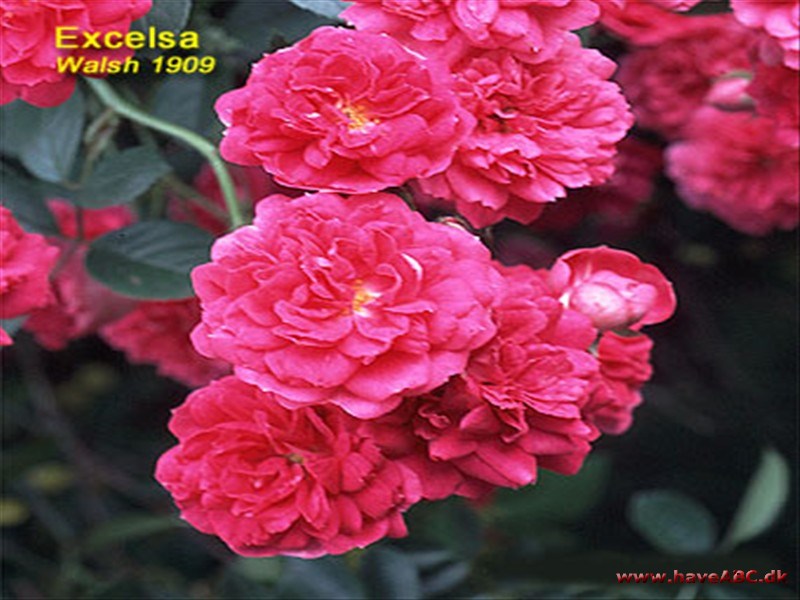 Excelsa Excelsa