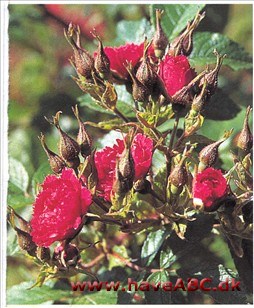 En rose, som alle kan genkende. Ser egentlig slet ikke ud som en rose, men snarere som en nellike og kaldes også 'Nellikerose' (på flere sprog). der fin­des også en rosa mutation ...