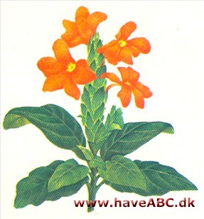 Fakir - Crossandra infundibuliformis Fakir - Crossandra infundibuliformis
