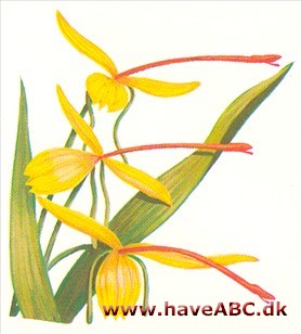 Fakkelplante - Hedychium gardnerianum