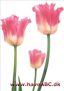 Fancy Frills - Tulipan, Tulipa