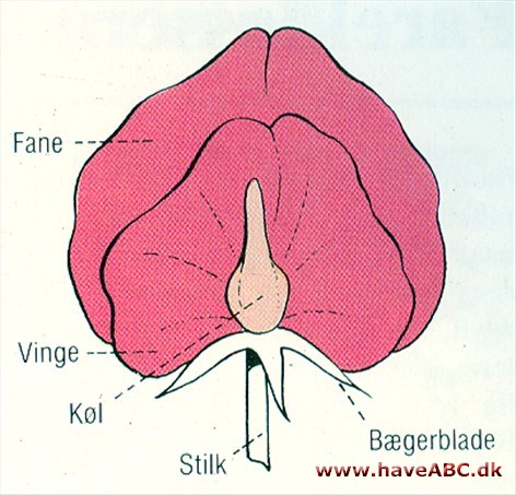 Fane