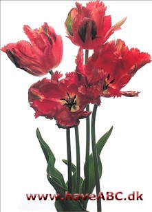 Fantasy - Tulipan, Tulipa