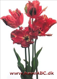 Fantasy - Tulipan, Tulipa Fantasy - Tulipan, Tulipa