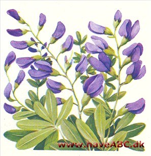 Farvebælg - Baptisia Farvebælg - Baptisia