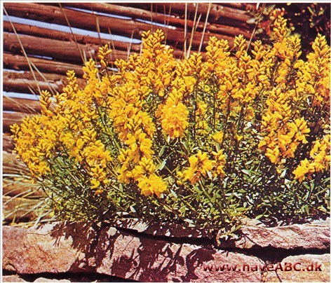 Farvevisse - Genista tinctoria † Farvevisse - Genista tinctoria †