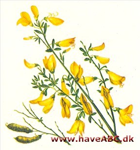 Farvevisse - Genista tinctoria Farvevisse - Genista tinctoria