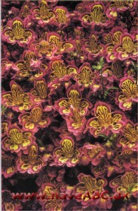 Fattigmandsorkidé - Schizanthus pinnatus