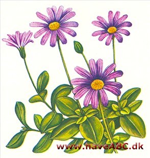 Felicia - Felicia amelloides Felicia - Felicia amelloides
