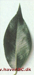 Femhannet pil - Salix pentandra Femhannet pil - Salix pentandra