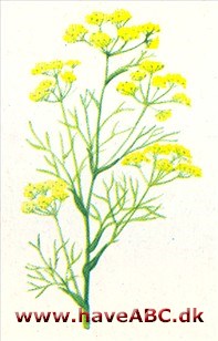 Fennikel - Foeniculum vulgare