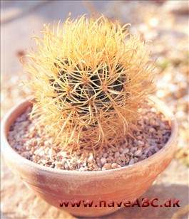 Ferocactus