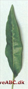 Fersken - Prunus persica. Fersken - Prunus persica.