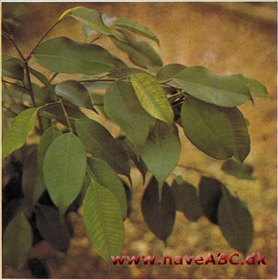 Ficus Ficus