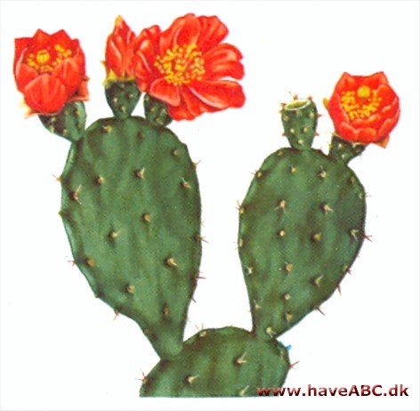 Figenkaktus - Opuntia Figenkaktus - Opuntia