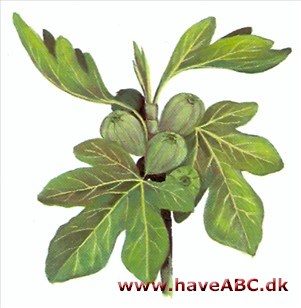 Figentræ - Ficus carica Figentræ - Ficus carica