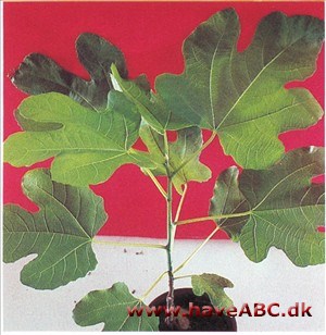Figentræ - Ficus carica