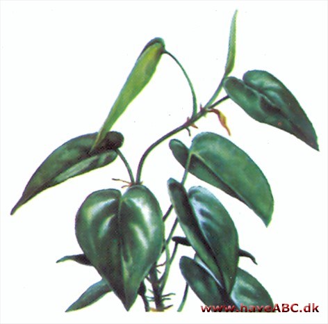 Filodendron - Philodendron