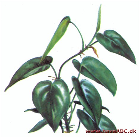Filodendron - Philodendron Filodendron - Philodendron