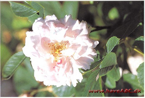 Det latinske adjektiv fimbriata betyder noget i retning af udstyret med frynser, og rosen er næsten lige så frynset som 'F.J. Grootendorst'. 