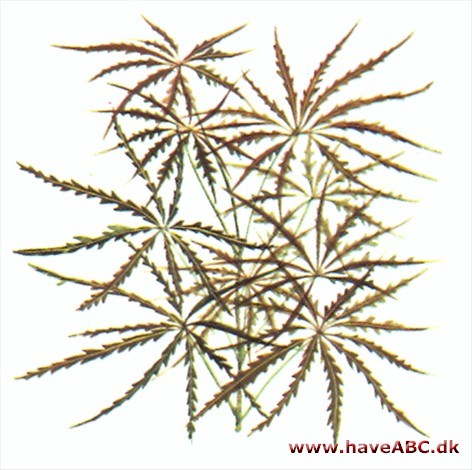 Fingeraralie - Dizygotheca Fingeraralie - Dizygotheca