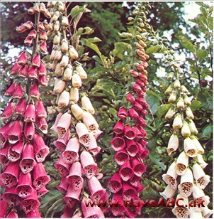 Fingerbøl - Digitalis pupurea † Fingerbøl - Digitalis pupurea †