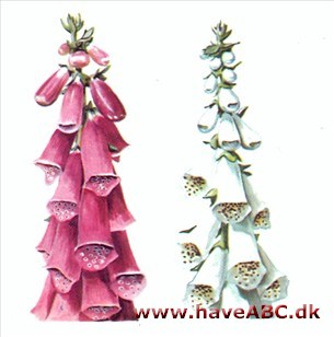 Fingerbøl - Digitalis Fingerbøl - Digitalis