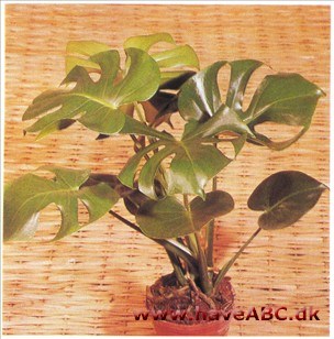Fingerfilodendron - Monstera deliciosa (syn. Philodendron pertusum)