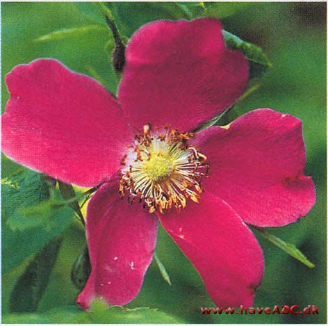 Finnrose - Rosa acicularis Vildtvoksende nord for polarcirklen og glimrende alternativ i haver, som er beliggende i landsdele med hårdt vinterklima. Kaldes 'Finnros' i Sverige.
