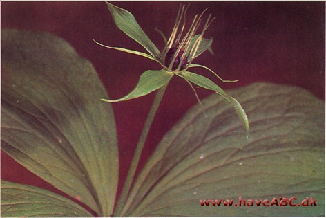 Firblad, étbær - Paris quadrifolia † Firblad, étbær - Paris quadrifolia †