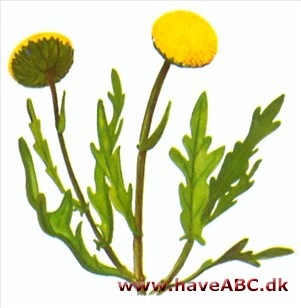 Firkløft - Cotula coronopifolia Firkløft - Cotula coronopifolia