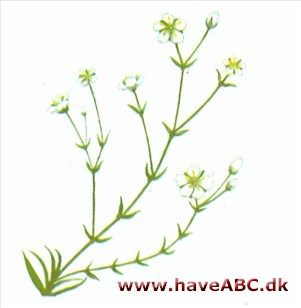 Firling - Sagina subulata Firling - Sagina subulata
