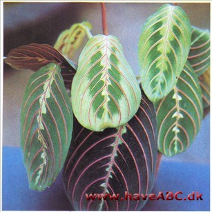 Fiskeben - Maranta leuconeura