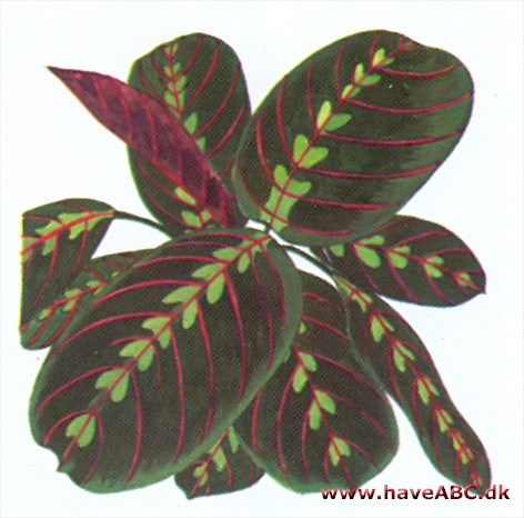Fiskeben - Maranta Fiskeben - Maranta
