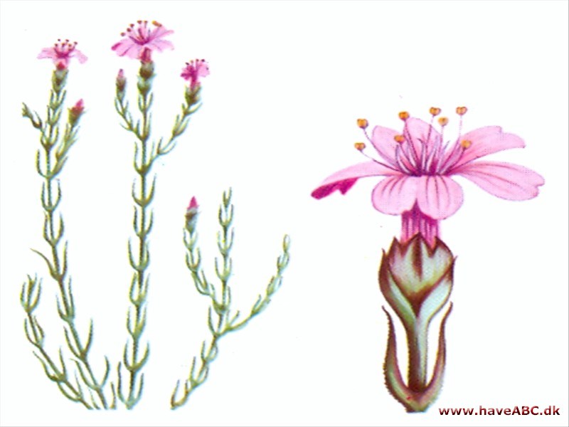 Fjeldnellike - Petrorhagia saxifraga Fjeldnellike - Petrorhagia saxifraga