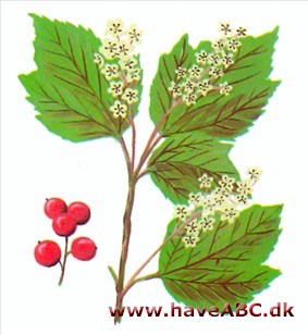 Fjeldribs- Ribes alpinum