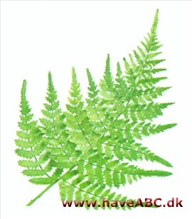 Fjerbregne - Athyrium