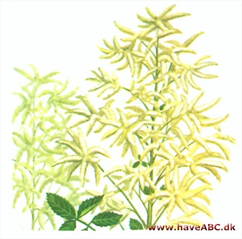 Fjerbusk - Aruncus dioicus Fjerbusk - Aruncus dioicus