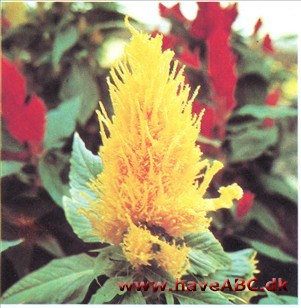 Fjerbusk - Celosia argentea var. plumosa