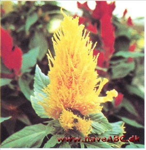 Fjerbusk - Celosia argentea var. plumosa Fjerbusk - Celosia argentea var. plumosa