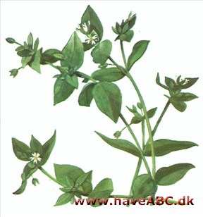 Fladstjerne - Stellaria Fladstjerne - Stellaria