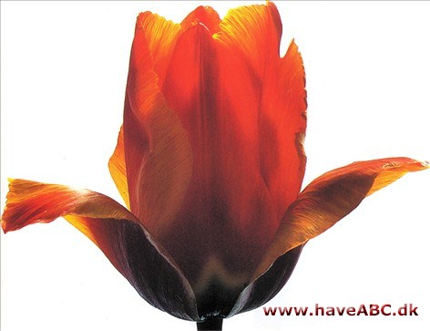 Flair - Tulipan, Tulipa