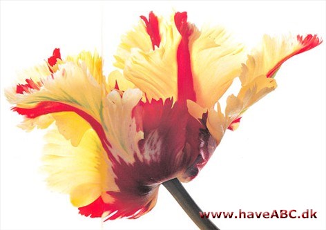 Flaming Parrot - Tulipan, Tulipa Flaming Parrot - Tulipan, Tulipa