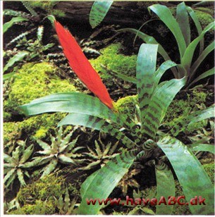 Flammesværd - Vriesea splendens Flammesværd - Vriesea splendens