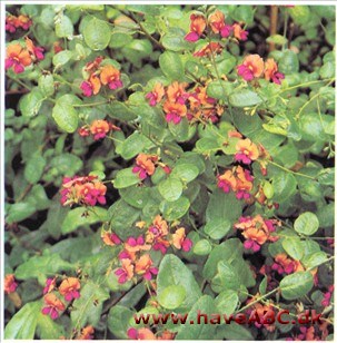 Flammeært - Chorizema cordaturn Flammeært - Chorizema cordaturn