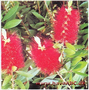 Flaskerenser - Callistemon citrinus, syn. lanceolatus