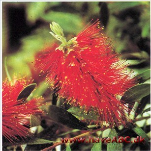 Flaskerenser - Callistemon speciosus Flaskerenser - Callistemon speciosus