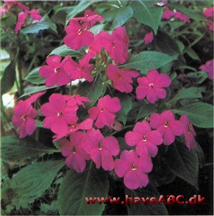 Flittig Lise - Impatiens walleriana (syn. holstii og sultani)